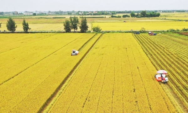 One million hectare high-quality rice project officially approved - Vimarsana News