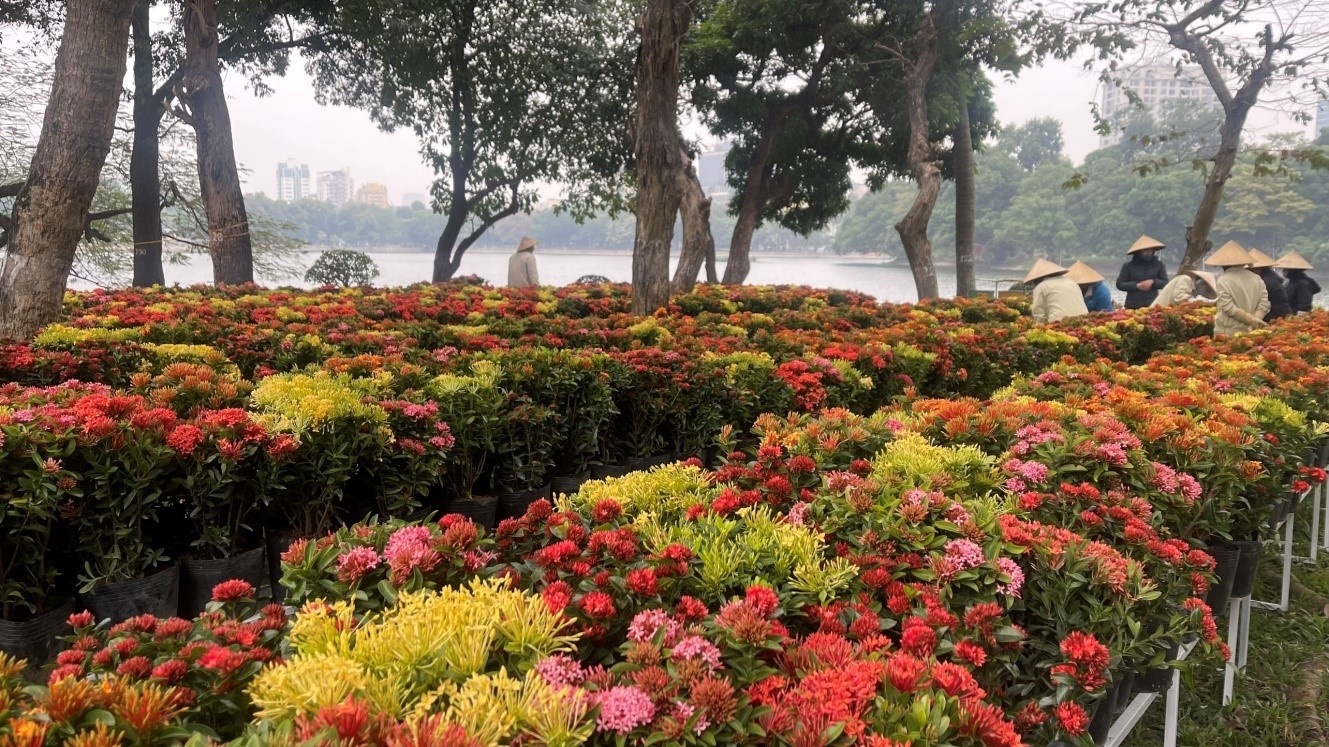 Flower show being held in Hanoi over New Year