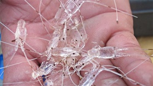 Indonesia considers lifting lobster larvae export ban