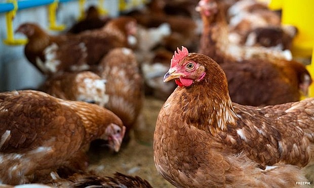 Philippines bans poultry imports from Japan