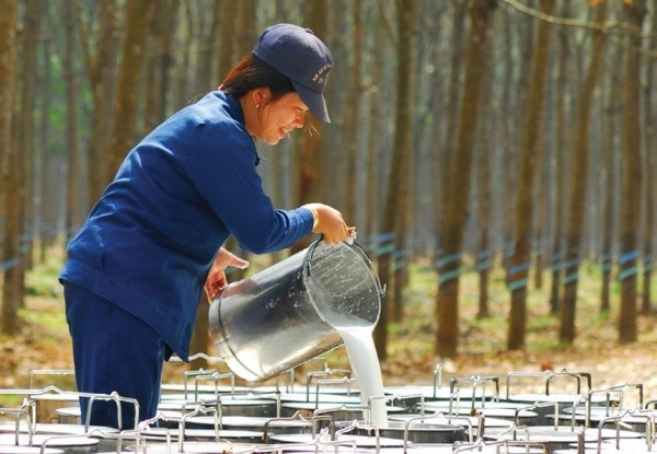 Rubber firms look to rosier future - Vimarsana News
