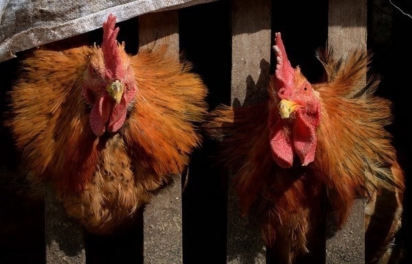 Cambodia records first case of bird flu in humans in 2024 - Vimarsana News