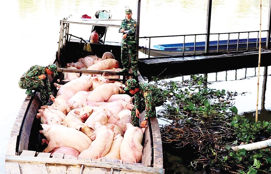 Smuggling continues to harm livestock gain