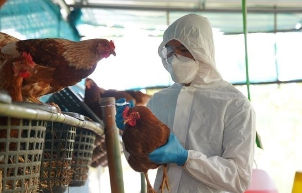 H5N1 bird flu outbreak detected in Laos
