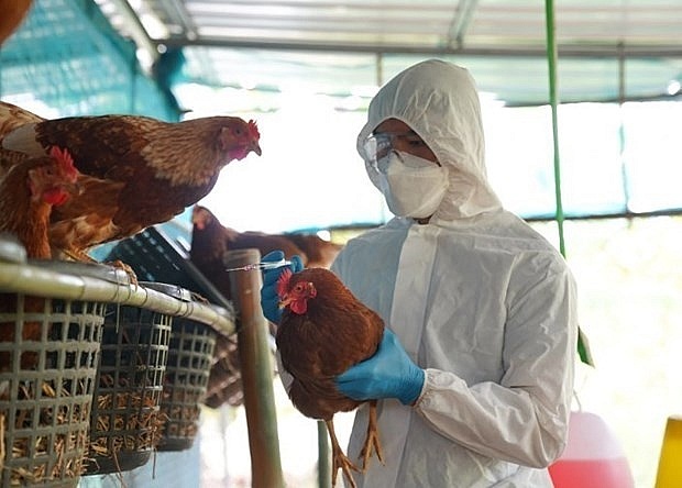H5N1 bird flu outbreak detected in Laos | ASEAN | Vietnam+ (VietnamPlus)