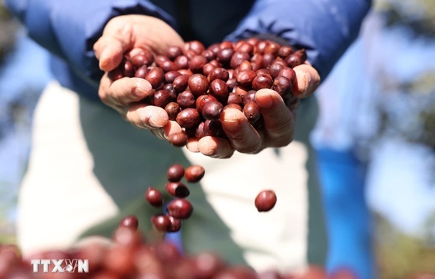 vietnam eus second biggest coffee supplier in 2023