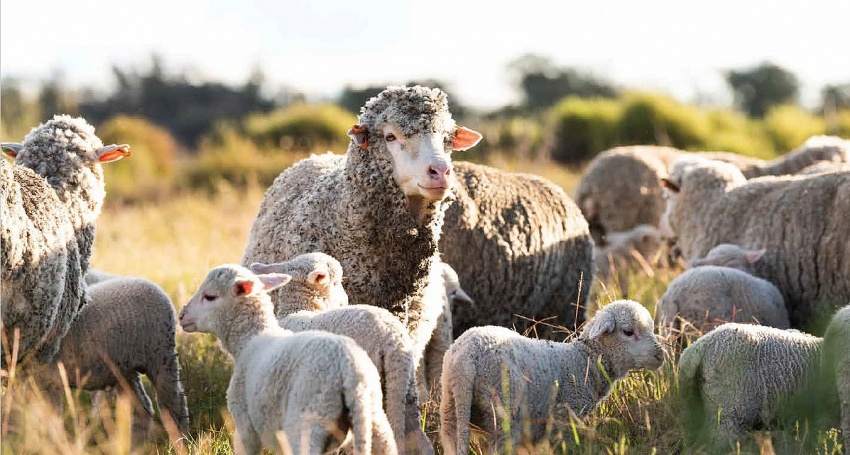 Australia and Vietnam strengthening ties with wool