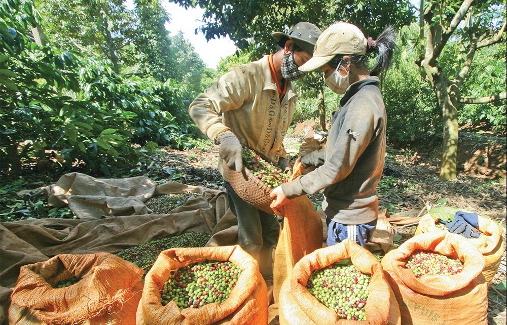 supply pressures ahead for vietnams coffee exporters