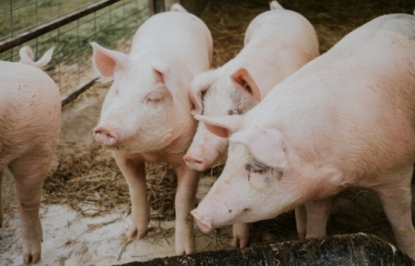 Livestock farms face up to mass relocation challenge - Vimarsana News