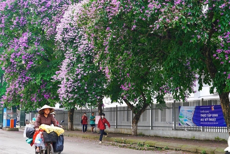 Dreamy Hanoi during crape myrtle flower season