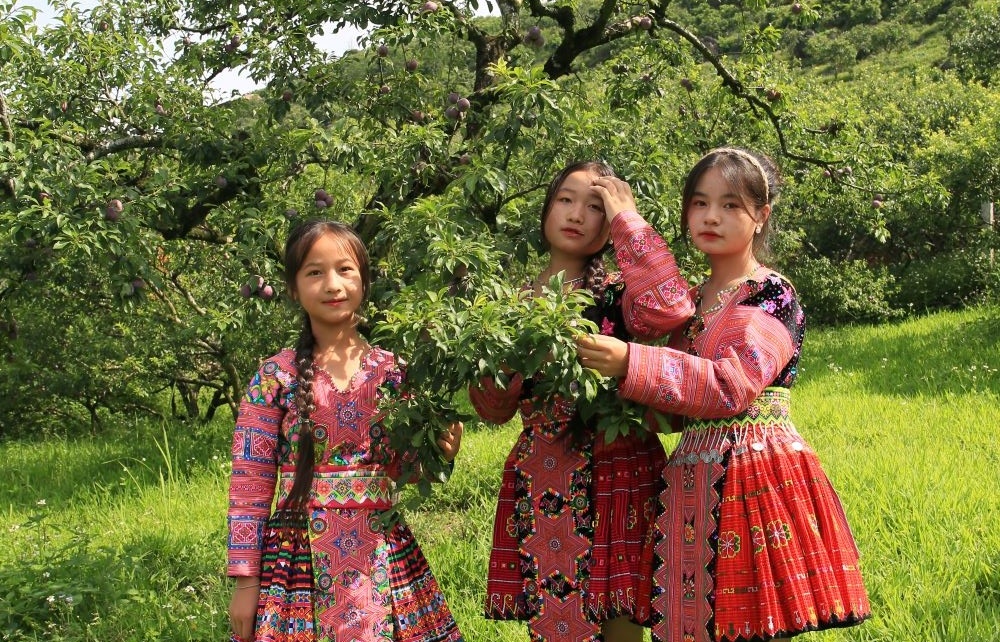 Visitors participate in Moc Chau plum harvest festival