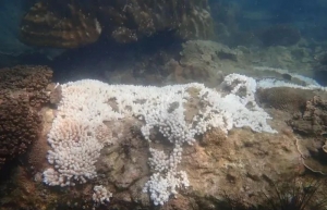 Over 50 pc of Malaysia’s marine park reefs affected by bleaching