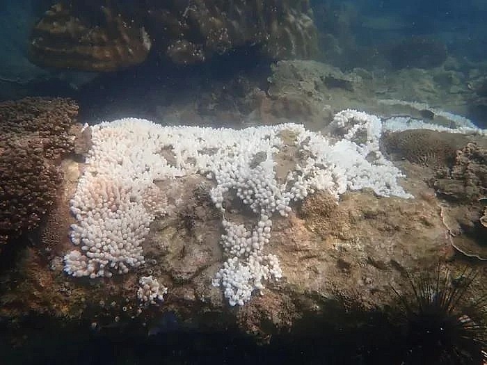 Over 50 pc of Malaysia’s marine park reefs affected by bleaching