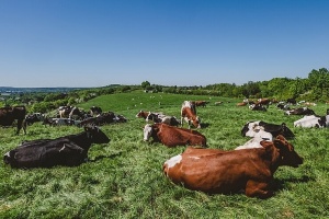 Denmark to introduce world's first livestock carbon tax