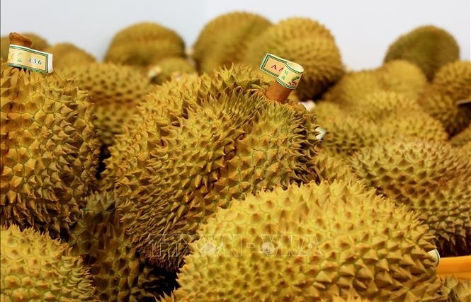 Vietnam aims for $3.5 billion in durian exports in 2024