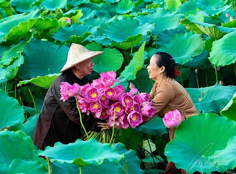 Hanoi eyes boost to West Lake lotus brand's economic potential