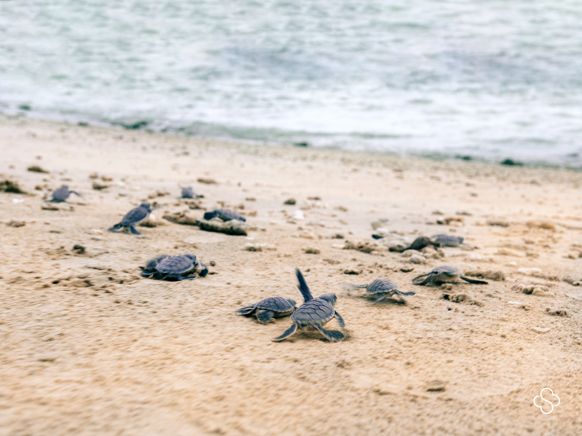 Con Dao to revive annual run for sea turtle conservation