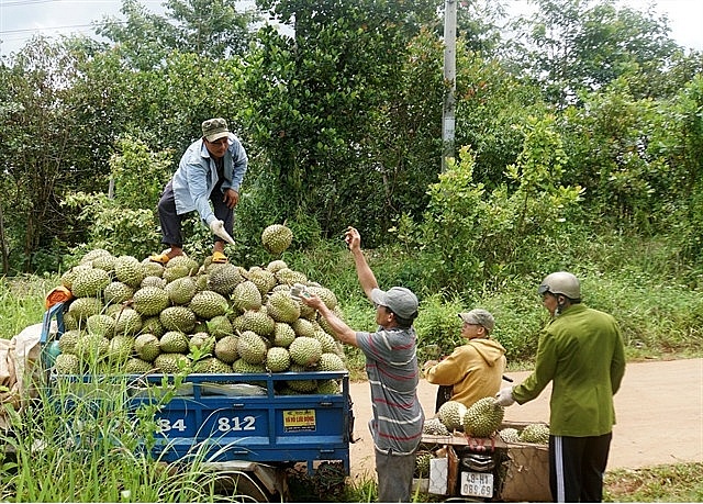 Thailand increases spending on Vietnamese fruits and vegetables