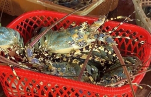 Indonesia beri lisensi sertifikat budidaya lobster untuk tiga perusahaan Vietnam