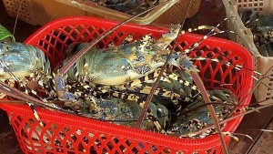 Indonesia licenses certificates of lobster cultivation for three Vietnamese companies