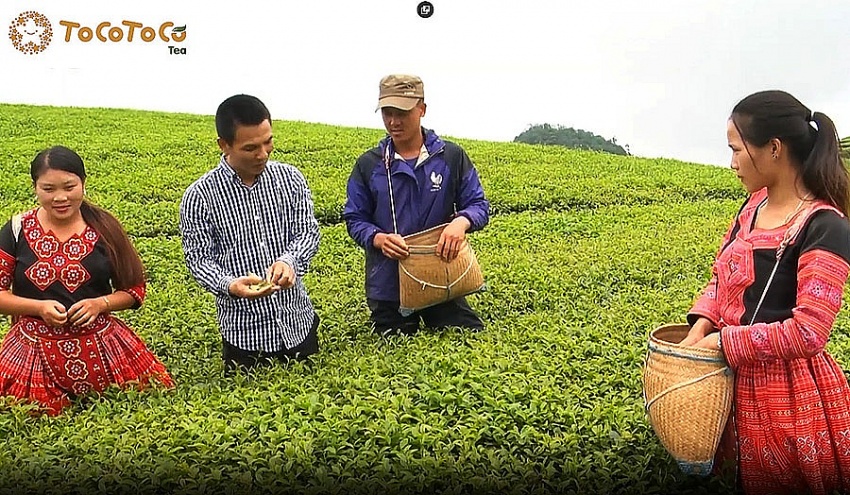 ToCoToCo's R&D team serve up organic jasmine green tea delight