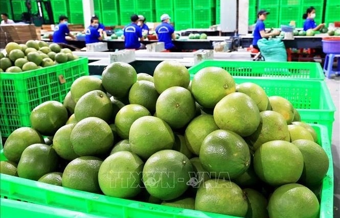 vietnams fresh pomelo licensed to export to rok