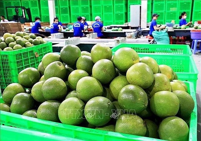 Vietnam’s fresh pomelo licensed to export to RoK