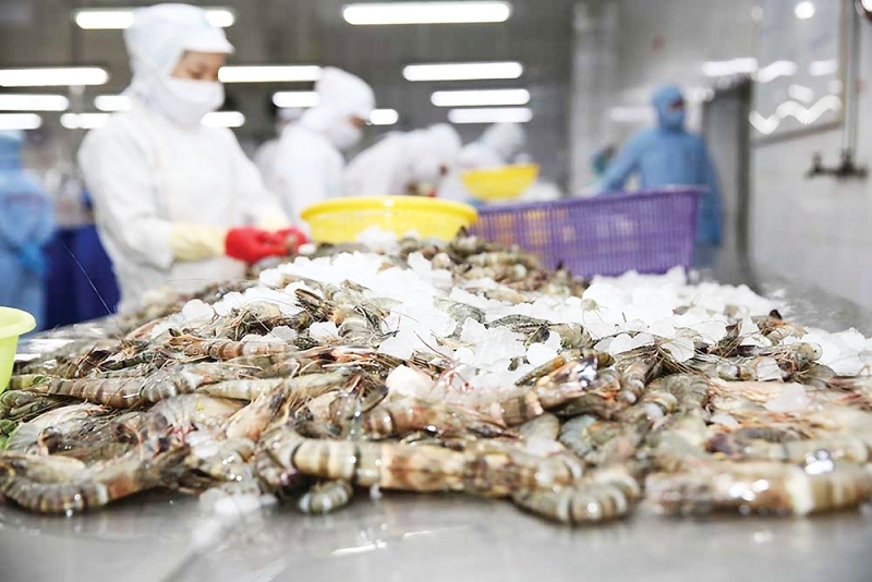 Vietnam ranks among top three global shrimp exporters