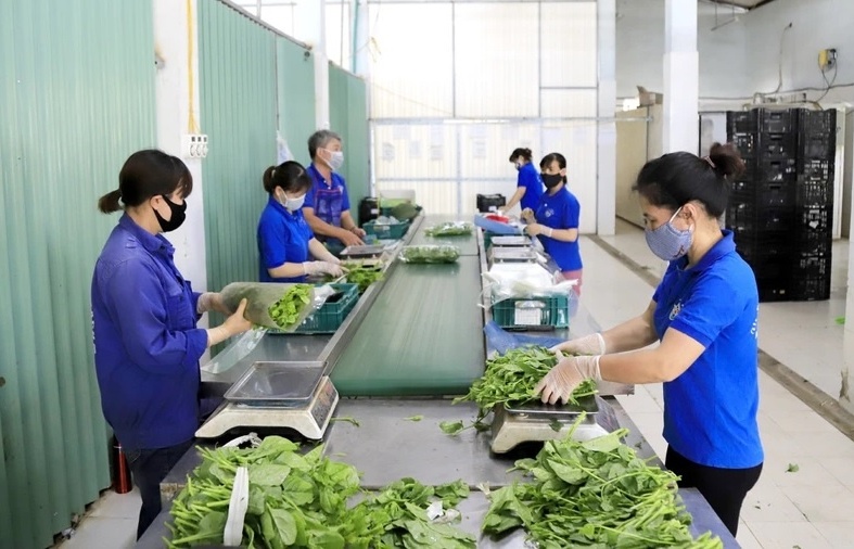 hanoi promotes it application to ensure food safety