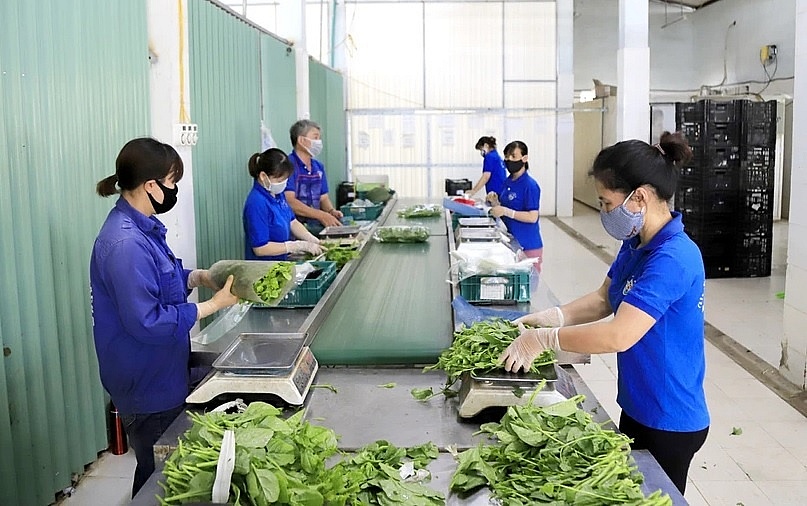 Hanoi promotes IT application to ensure food safety