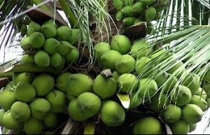 Fresh coconuts approved for export to China