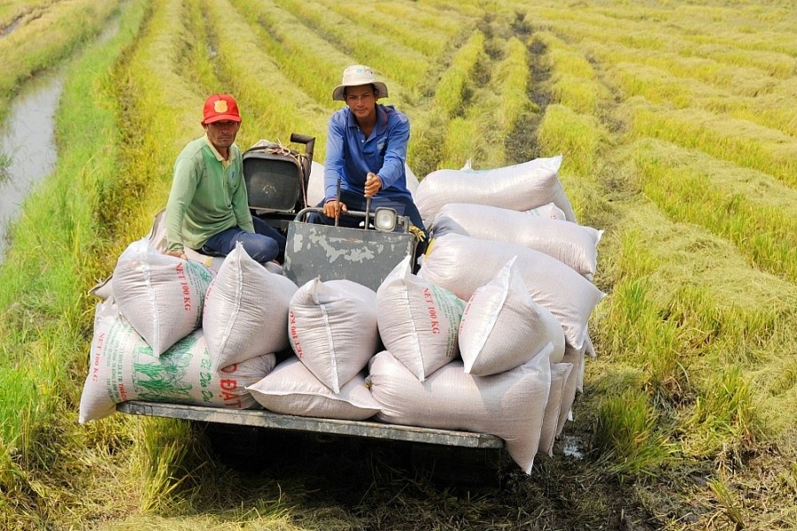 Vietnam’s rice exports deliver strong yield