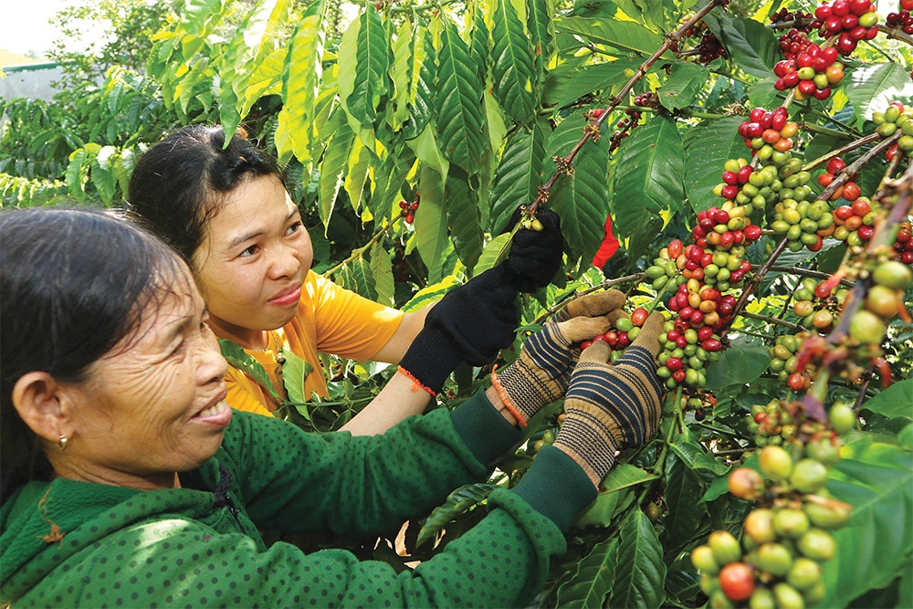 Coffee sustainability under pressure