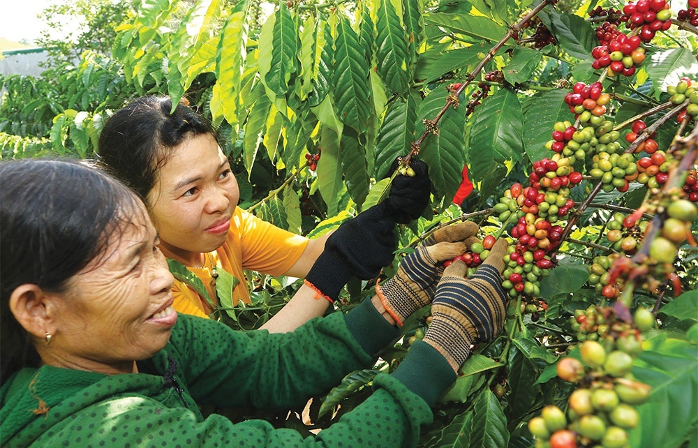 Coffee sustainability under pressure