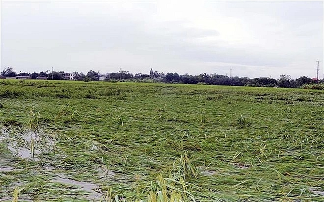 Typhoon Yagi causes nine deaths, urgent recovery efforts underway