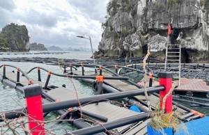 Climate change and natural disasters threaten aquaculture industry