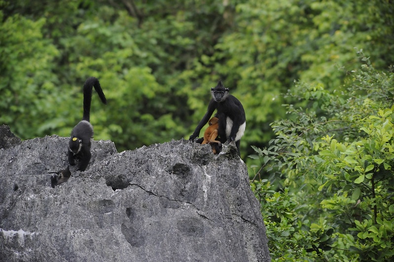 US and Vietnam launch new projects to strengthen wildlife protection