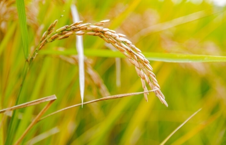 Rice cultivation makes use of advanced tech