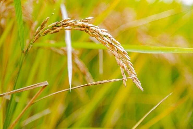 Rice cultivation makes use of advanced tech