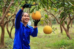 Hanoi farms over 100 pomelo producing areas