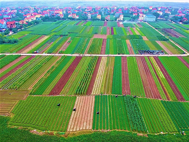 Hanoi advances large-scale agricultural production