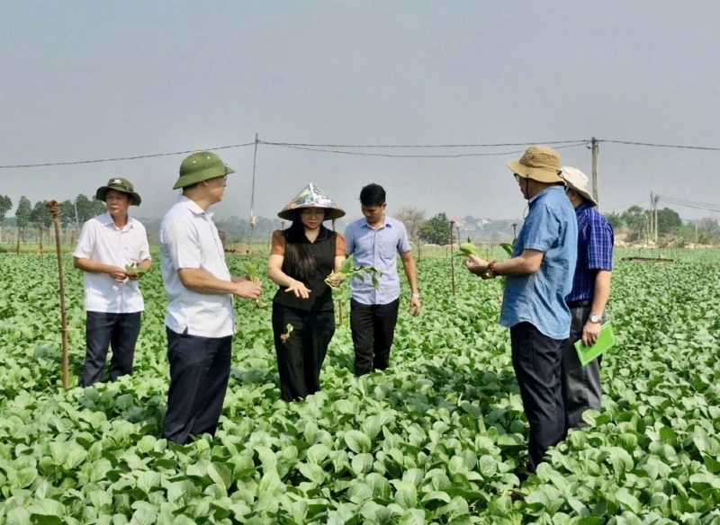 Hanoi prepares for Lunar New Year with strong agricultural supply chain