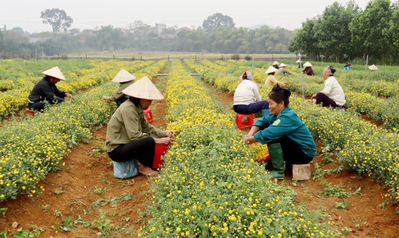 Hanoi to promote 16 medicinal plant varieties for cultivation