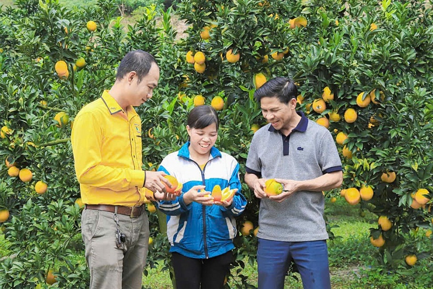 The flow of policy credit in the highlands of Moc Chau plays a practical and effective role in helping people develop production and business activities, improving their livelihoods