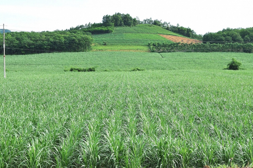 Carbon credit project set for Thanh Hoa’s sugarcane