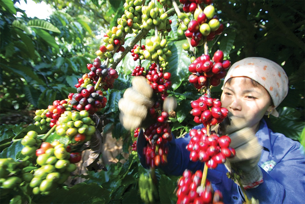 Coffee arena gains from export prices