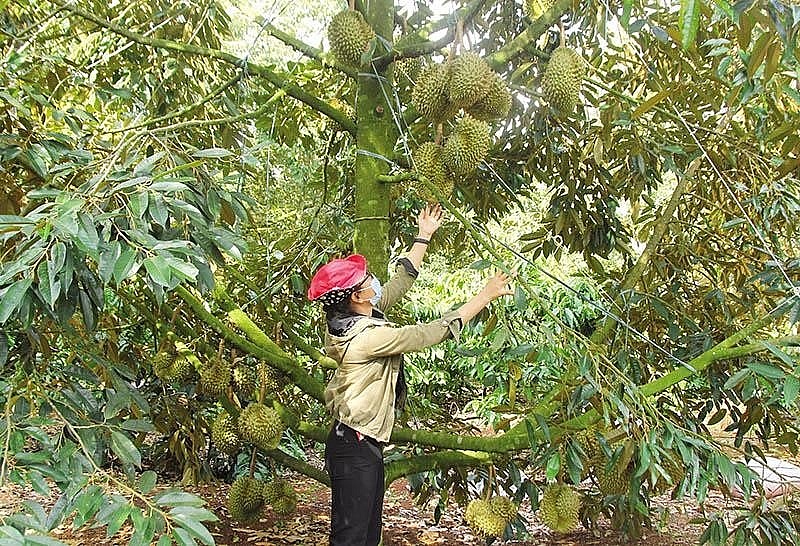 Durian export needs solutions for sustainable development