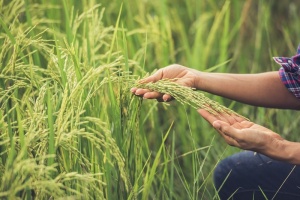 Green future charted with low-carbon rice initiative