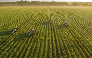 Fresh Del Monte Produce Inc. expands banana sourcing to Vietnam