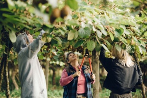 Foreign fruits flood Vietnamese market